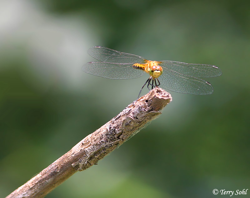Meadowhawk Dragonfly Photo