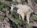 Mountain Goat - Oreamnos americanus