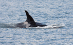 Orca - Orcinus orca