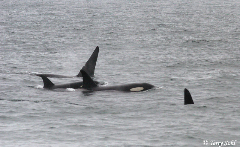 Orca (Killer Whale) - Orcinus orca