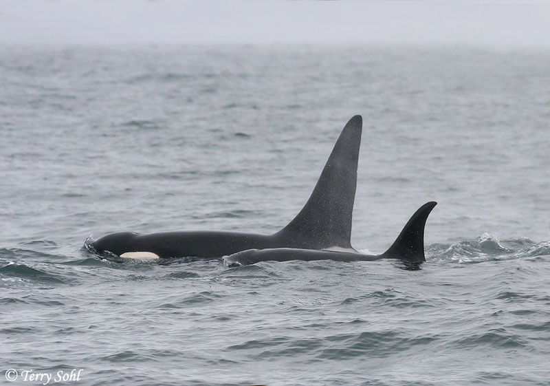 Orca (Killer Whale) - Orcinus orca