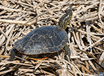 Painted Turtle 10 - Chrysemys picta