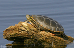 Painted Turtle 2 - Chrysemys picta