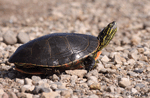 Painted Turtle 6 - Chrysemys picta
