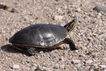Painted Turtle 7 - Chrysemys picta