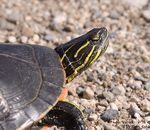 Painted Turtle 8 - Chrysemys picta