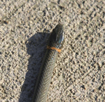 Prairie Ringneck Snake - Diadophis punctactus arnyi