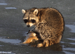Raccoon - Procyon lotor