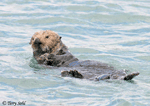 Sea Otter - Enhydra lutris