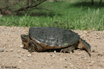 Snapping Turtle - Chelydra serpentina