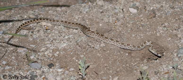 Sonoran Gopher Snake - Pituophis catenifer affinis