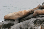 Steller's Sea Lion - Eumetopias jubatus