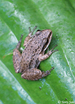 Western Chorus Frog - Pseudacris triseriata