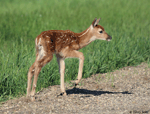 White-tailed Deer 11 - Odocoileus virginianus