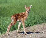 White-tailed Deer 12 - Odocoileus virginianus
