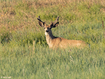White-tailed Deer 13 - Odocoileus virginianus