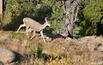 White-tailed Deer 5 - Odocoileus virginianus