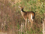 White-tailed Deer 7 - Odocoileus virginianus