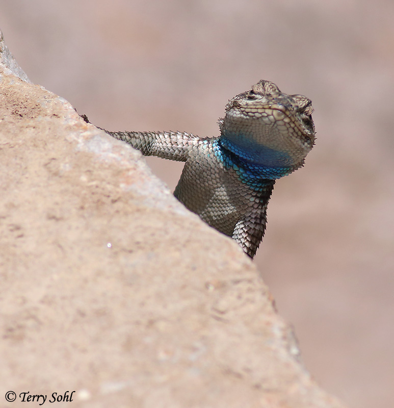 Yarrow's Spiny Lizard - Sceloporus jarrovii