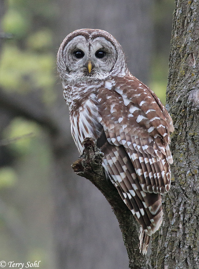 Barred Owl - Strix varia