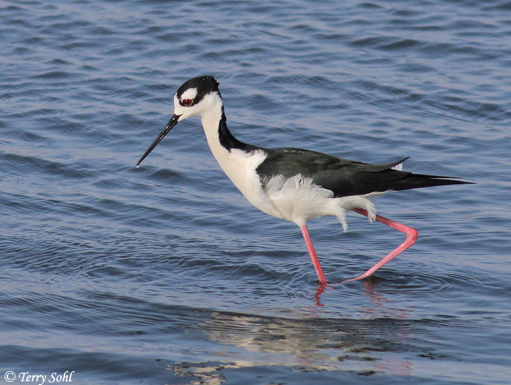 Black-necked Stilt - Himantopus mexicanus