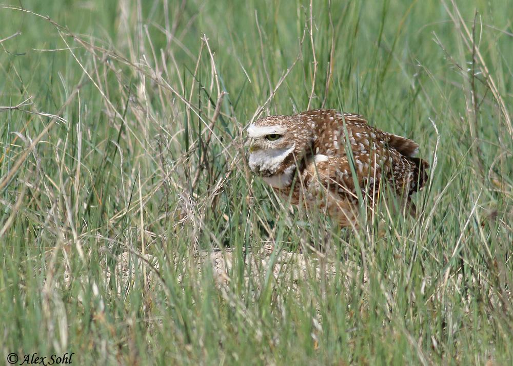 Burrowing Owl - Athene cunicularia