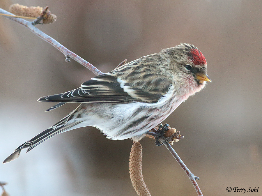 Common Redpoll - Acanthis flammea