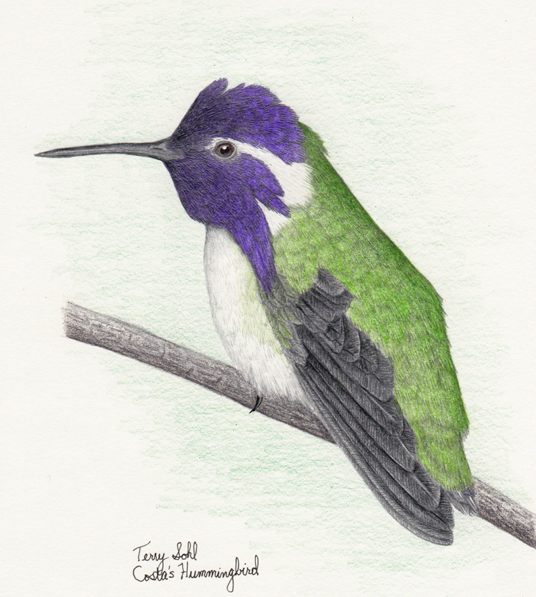 Costa's Hummingbird - Colored Pencil Drawing