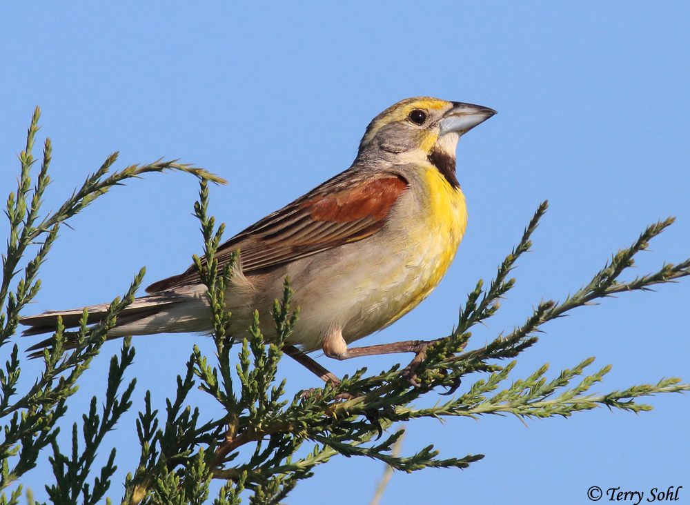 Dickcissel - Spiza americana