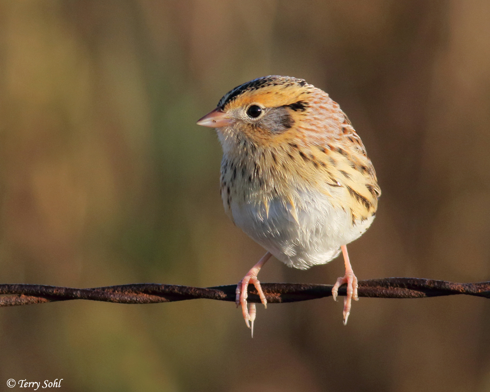 LeConte's Sparrow - Ammodramus leconteii