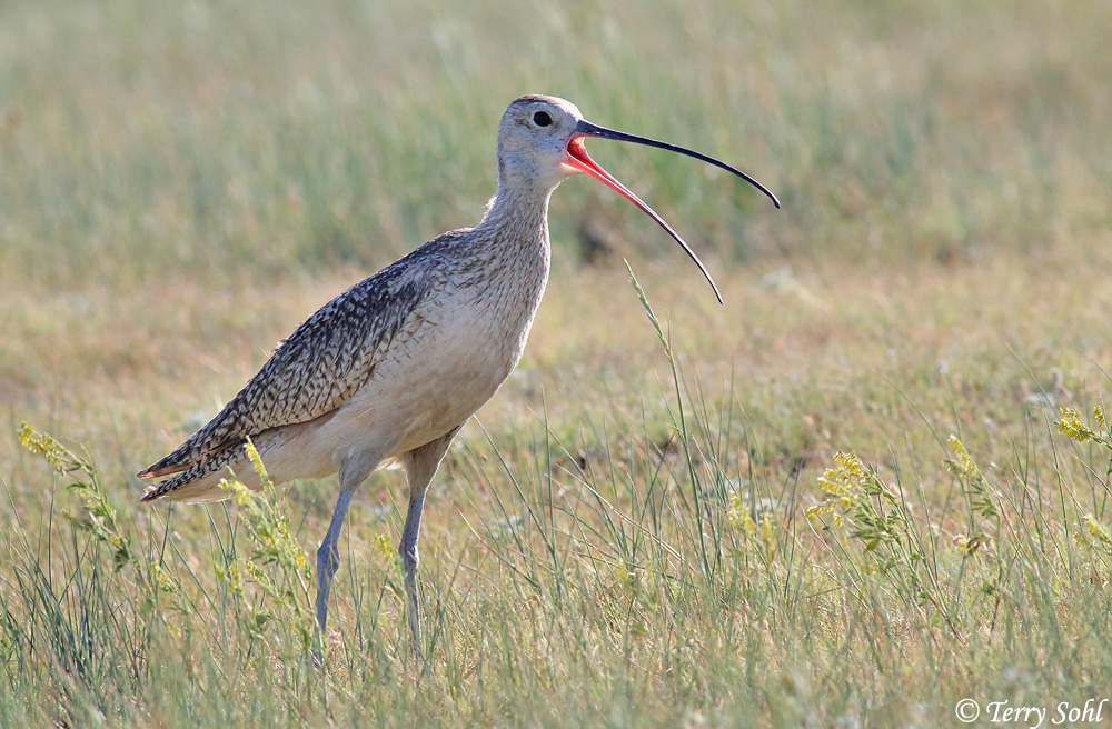 Long-billed Curlew - Numenius americanus