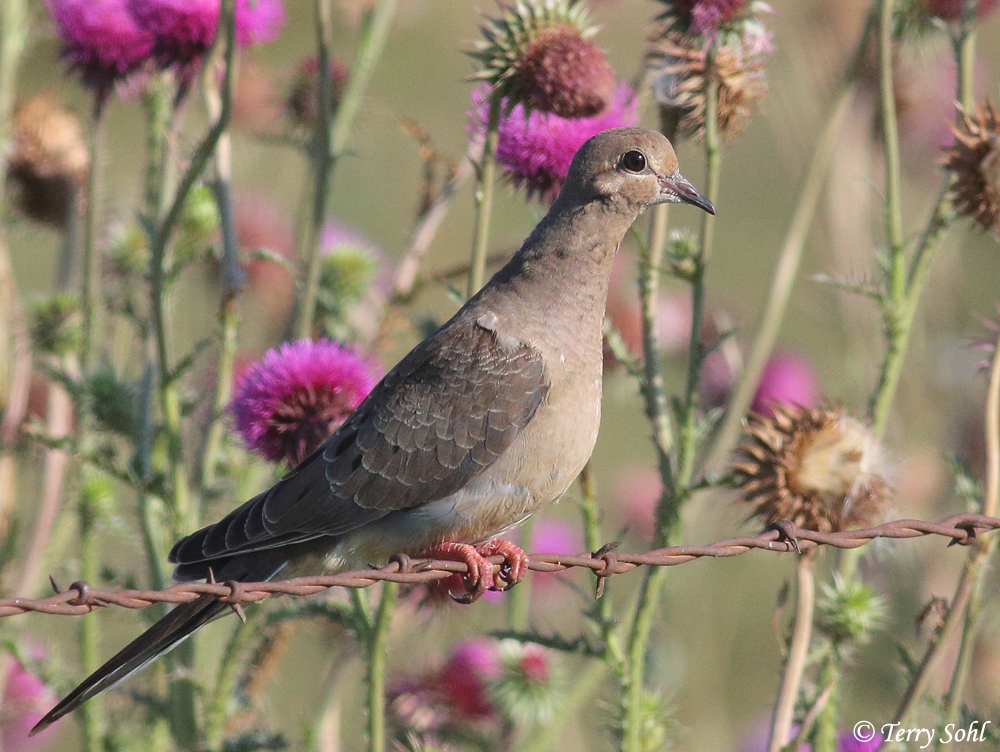 Mourning Dove - Zenaida macroura