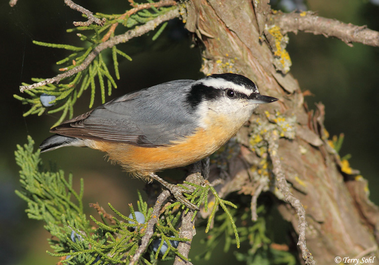 Red-breasted Nuthatch - Sitta canadensis