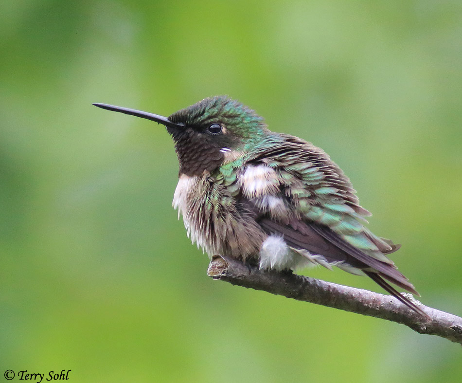 Ruby-throated Hummingbird - Archilochus colubris