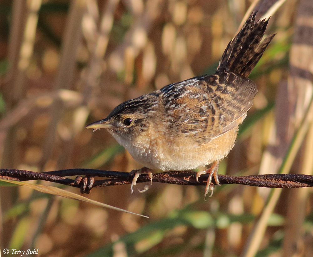 Sedge Wren - Cistothorus platensis