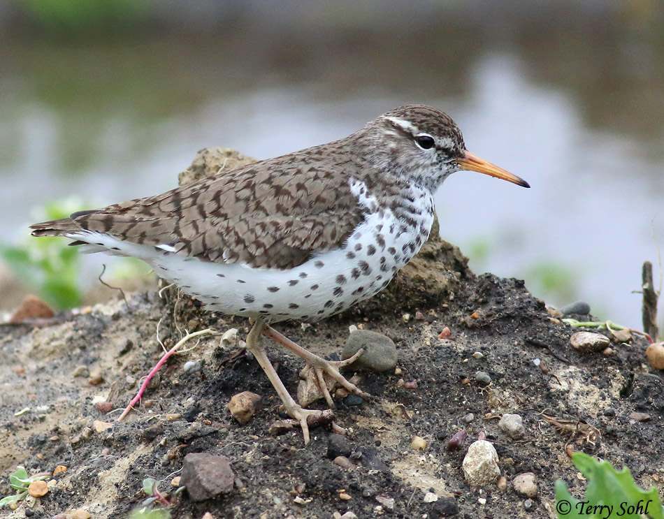 Spotted Sandpiper - Actitis macularius