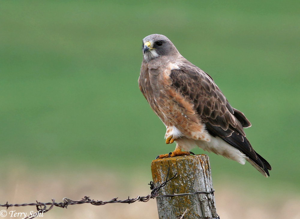 Swainson's Hawk - Buteo Swainsoni