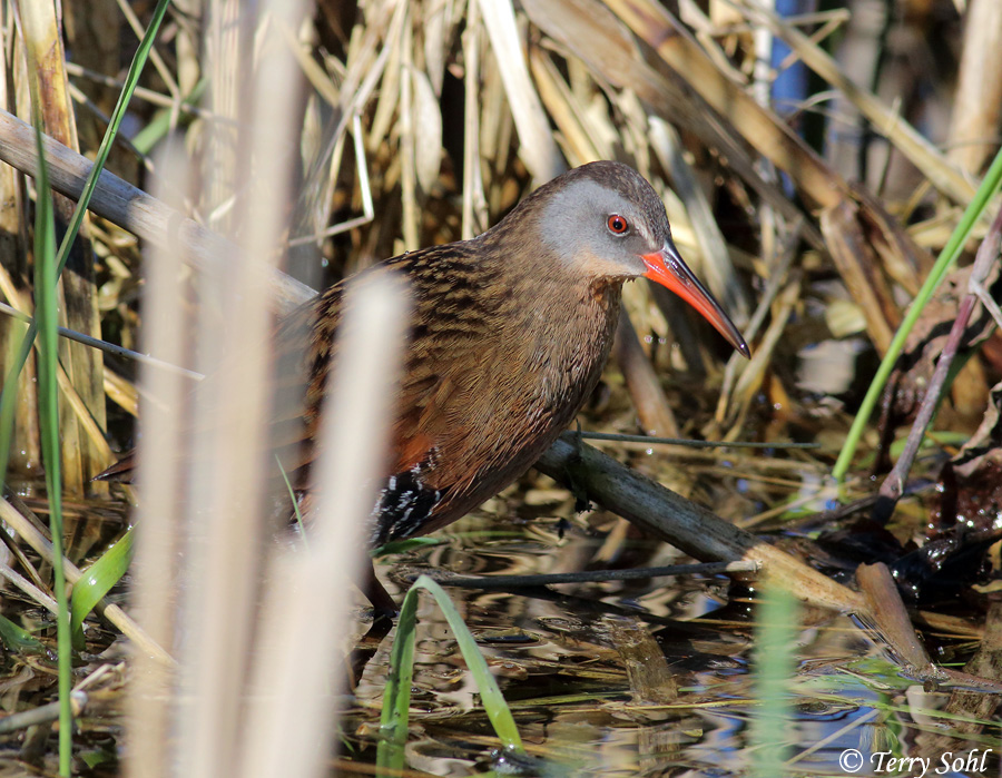 Virginia Rail - Rallus limicola