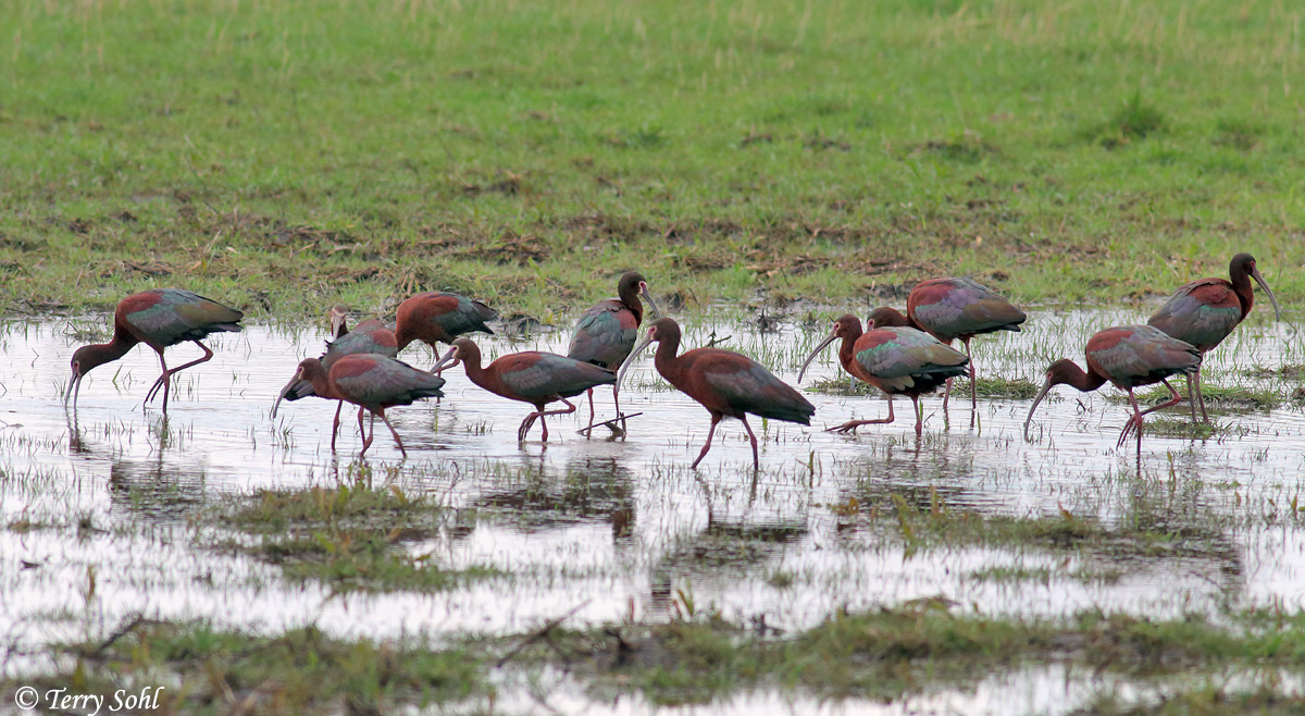 White-faced Ibis - Plegadis chihi