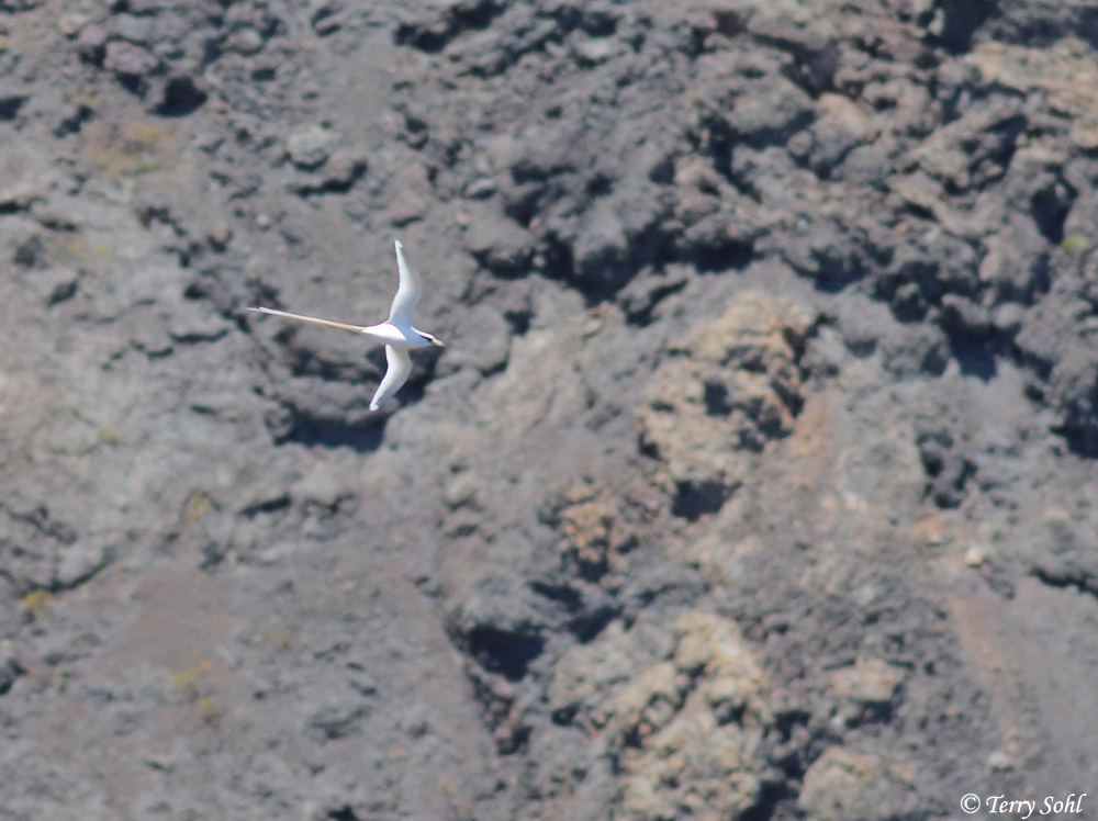 White-tailed Tropicbird - Phaethon lepturus