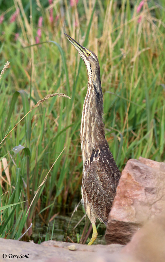 American Bittern - Botaurus lentiginosus