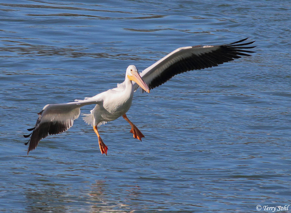 American White Pelican Pelecanus erythrorhynchos