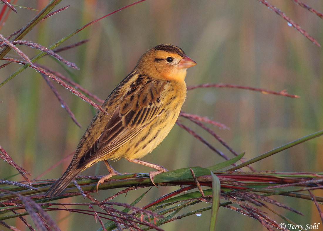 Photo of Bobolink - Dolichonyx oryzivorus