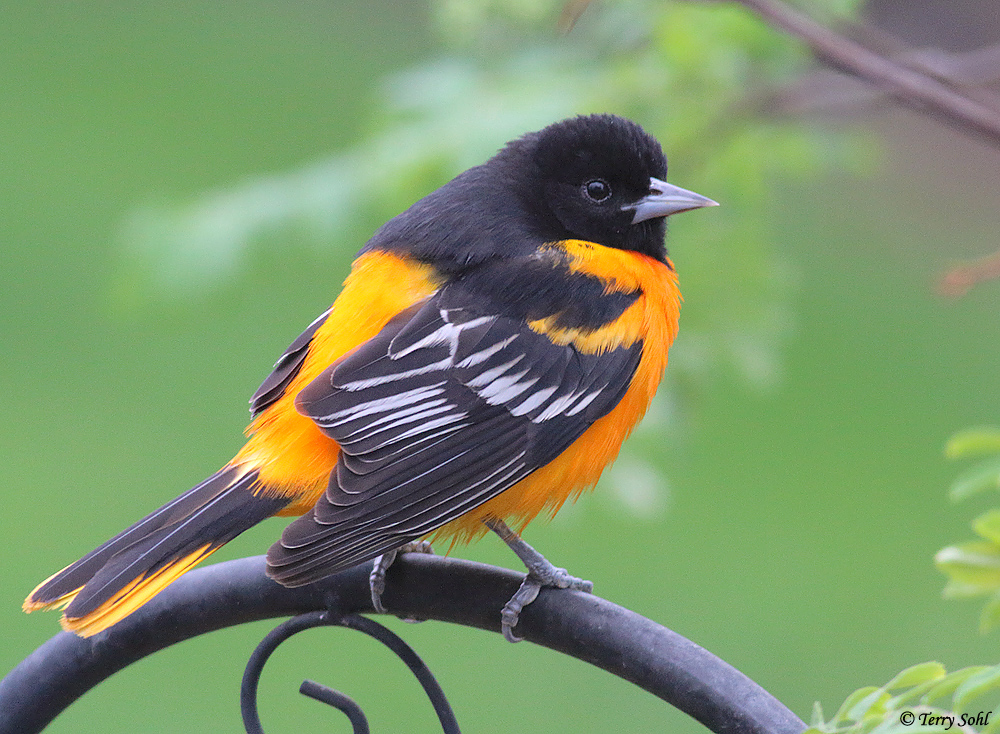 Baltimore Oriole - Icterus galbula