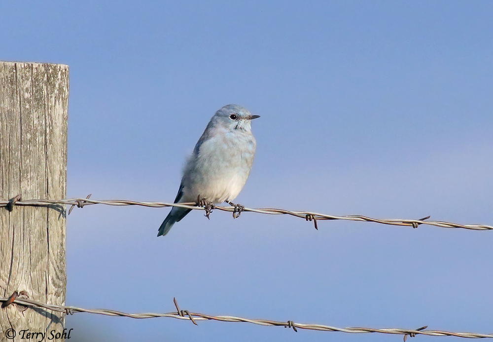 Mountain Bluebird - Sialia currucoides