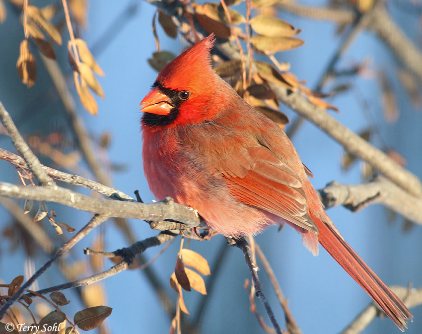 Northern Cardinal - Cardinalis cardinalis