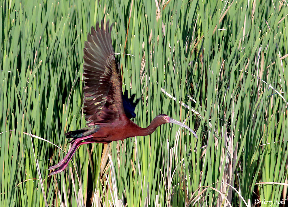 White-faced Ibis - Plegadis chihi