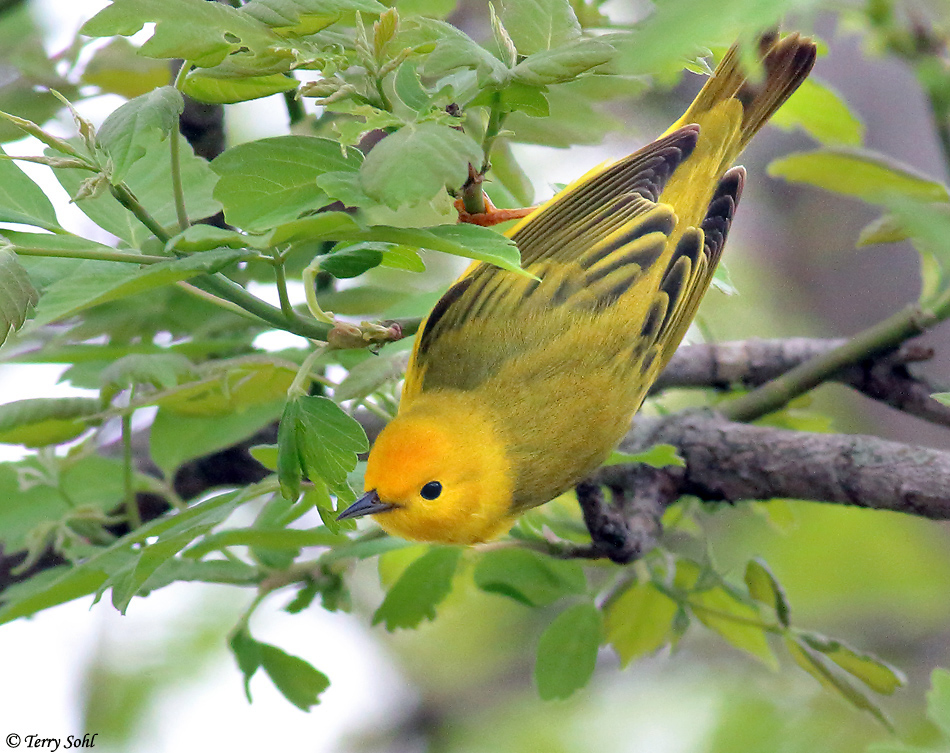 Yellow Warbler - Setophaga petechia