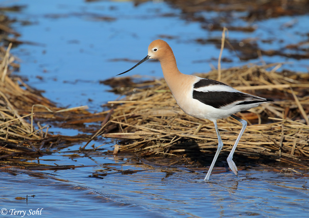 American Avocet - Recurvirostra americana