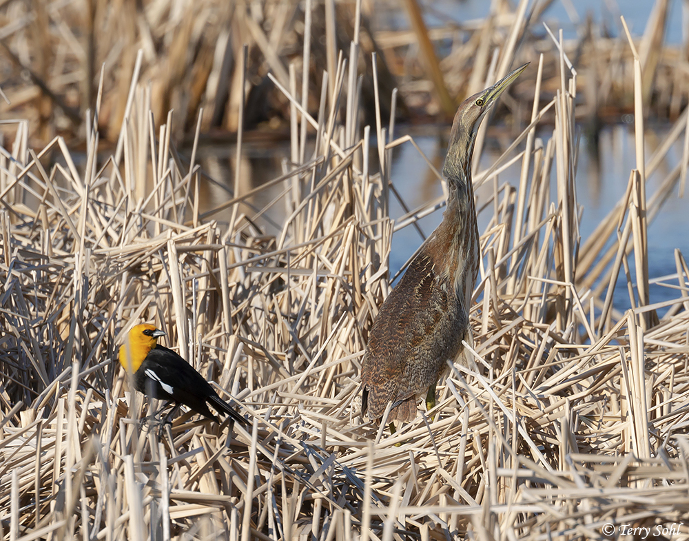 American Bittern (Botaurus lentiginosus) and Yellow-headed Blackbird (Xanthocephalus xanthocephalus)